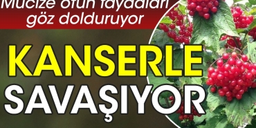 gerilime-l-geliyor-kanserle-savasiyor-enfeksiyon-gidericidir-mucize-otun-yararlari-goz-dolduruyor-JFnSbjqe.jpg