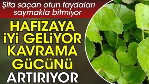 hafizaya-l-geliyor-kavrama-gucunu-artiriyor-sifa-sacan-otun-yararlari-saymakla-bitmiyor-hWX7TEQE.jpg