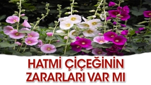 hatmi-ciceginin-faydalari-neler-YqkisEIj.jpg