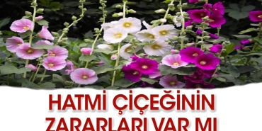hatmi-ciceginin-faydalari-neler-YqkisEIj.jpg