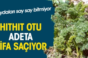 hithit-otu-adeta-sifa-saciyor-yararlari-say-say-bitmiyor-zcq7q6Qp.jpg