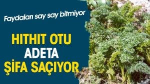hithit-otu-adeta-sifa-saciyor-yararlari-say-say-bitmiyor-zcq7q6Qp.jpg