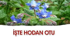 hodan-otu-ne-ise-fayda-nasil-kullanilmali-x1wBBTfM.jpg