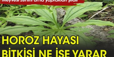 horoz-hayasi-nedir-ne-ise-fayda-7S7McsBF.jpg