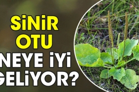 hudut-otu-neye-l-geliyor-FlbvOAWu.jpg
