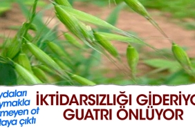 iktidarsizligi-gideriyor-guatri-onluyor-yararlari-saymakla-bitmeyen-ot-ortaya-cikti-rVe2wVXl.jpg