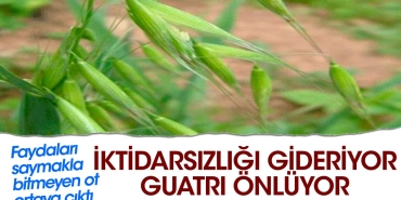 iktidarsizligi-gideriyor-guatri-onluyor-yararlari-saymakla-bitmeyen-ot-ortaya-cikti-rVe2wVXl.jpg