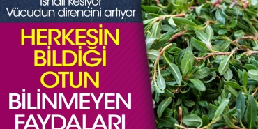 ishali-kesiyor-bedenin-direncini-artiyor-herkesin-bildigi-otun-bilinmeyen-yararlari-aCKTOKiT.jpg