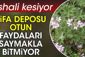 ishali-kesiyor-sifa-deposu-otun-yararlari-saymakla-bitmiyor-zM6WK1mI.jpg