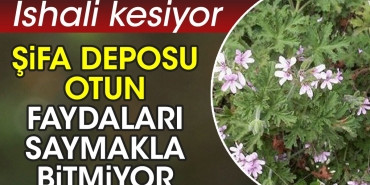 ishali-kesiyor-sifa-deposu-otun-yararlari-saymakla-bitmiyor-zM6WK1mI.jpg