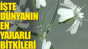 iste-en-cok-tercih-edilen-12-bitki-ve-yararlari-NRehMnRR.jpg