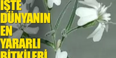 iste-en-cok-tercih-edilen-12-bitki-ve-yararlari-NRehMnRR.jpg
