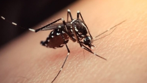 kabus-geri-dondu-zika-virusu-nedir-belirtileri-nelerdir-iste-tedavi-yollari-TiIKfeGg.jpg
