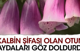 kalbin-sifasi-olan-otun-yararlari-goz-doldurdu-7qxOGjx2.jpg