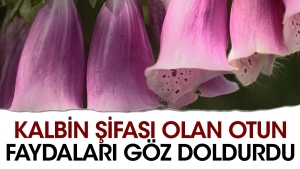 kalbin-sifasi-olan-otun-yararlari-goz-doldurdu-7qxOGjx2.jpg