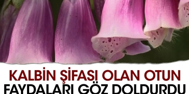 kalbin-sifasi-olan-otun-yararlari-goz-doldurdu-7qxOGjx2.jpg