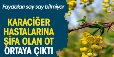karaciger-hastalarina-sifa-olan-ot-ortaya-cikti-yararlari-say-say-bitmiyor-IxEigzH3.jpg