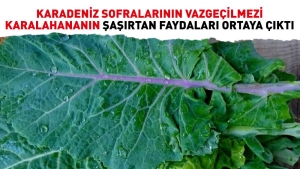 karadeniz-sofralarinin-vazgecilmezi-karalahananin-sasirtan-yararlari-ortaya-cikti-NHtkbXMY.jpg