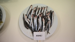 karadenizde-hamsinin-biyoaktif-ozelligi-incelendi-PtWELZ1V.jpg