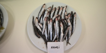 karadenizde-hamsinin-biyoaktif-ozelligi-incelendi-PtWELZ1V.jpg