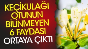 kecikulagi-otunun-bilinmeyen-6-yarari-ortaya-cikti-A7qMaa2d.jpg