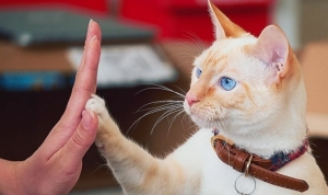 kedi-hastaligi-fip-nedir-fip-belirtileri-neler-cu6rVevF.jpg