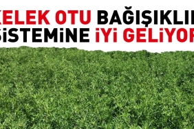 kelek-otu-bagisiklik-sistemine-guzel-geliyor-nghk7uN9.jpg