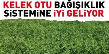 kelek-otu-bagisiklik-sistemine-guzel-geliyor-nghk7uN9.jpg