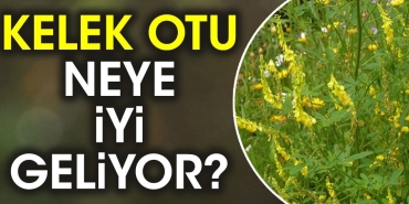 kelek-otu-neye-uygun-geliyor-tg2GJ4ON.jpg