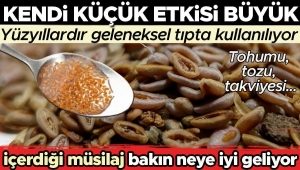 kendi-kucuk-tesiri-buyuk-karniyarik-otu-yuzyillardir-kl-sik-tipta-kullaniliyor-yararlari-saymakla-bitmiyor-eLsmvEtN.jpg