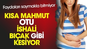 kisa-mahmut-otu-ishali-bicak-uzere-kesiyor-yararlari-saymakla-bitmiyor-fdTfwutP.jpg