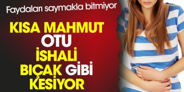 kisa-mahmut-otu-ishali-bicak-uzere-kesiyor-yararlari-saymakla-bitmiyor-fdTfwutP.jpg