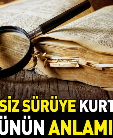 kopeksiz-suruye-kurt-girer-atasozunun-manasi-nedir-KUCDEKYu.jpg
