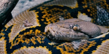 kraliyet-pitonu-nedir-kraliyet-pitonu-ozellikleri-nelerdir-kraliyet-pitonu-zehirli-mi-25LFaTRY.jpg