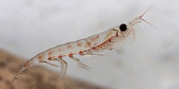 krill-yagi-nedir-krill-yagi-nasil-ve-ne-icin-kullanilir-2pd7KsDV.jpg
