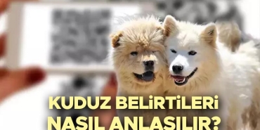 kuduz-nedir-belirtileri-nelerdir-kuduz-nasil-bulasir-kuduz-asisi-ne-vakit-yapilir-iste-hUAXHuG6.jpg
