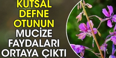 kutsal-defne-otunun-mucize-yararlari-ortaya-cikti-S2elcOFi.jpg