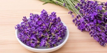 lavanta-nedir-lavantanin-sihhatimize-yararlari-nelerdir-W7ueedzT.jpg