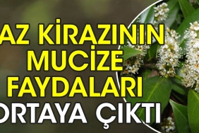 laz-kirazinin-mucize-yararlari-ortaya-cikti-tP96KkyH.jpg
