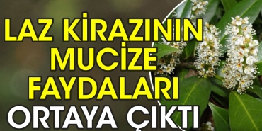 laz-kirazinin-mucize-yararlari-ortaya-cikti-tP96KkyH.jpg