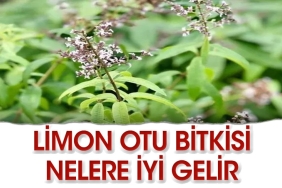 limon-otu-bitkisi-neye-fayda-lWf6DNsp.jpg