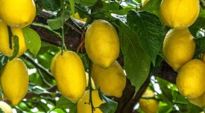 limonun-yararlari-nelerdir-limonun-besin-pahalari-ve-limonun-bedene-yararlari-S3Vu43GR.jpg
