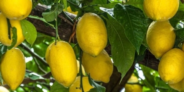 limonun-yararlari-nelerdir-limonun-besin-pahalari-ve-limonun-bedene-yararlari-S3Vu43GR.jpg
