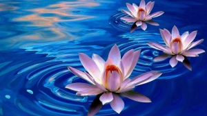 lotus-cicegi-manasi-lotus-cicegi-ozellikleri-ve-yararlari-GvYKlmpu.jpg