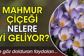 mahmur-cicegi-nelere-duzgun-geliyor-iste-goz-dolduran-yararlari-3sj3EzN5.jpg