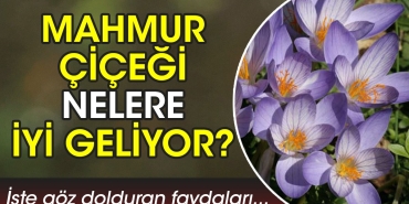mahmur-cicegi-nelere-duzgun-geliyor-iste-goz-dolduran-yararlari-3sj3EzN5.jpg