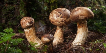 matsutake-mantari-nedir-nerede-yetisir-matsutake-mantari-yenir-mi-yararlari-nelerdir-m8iaVgw4.jpg