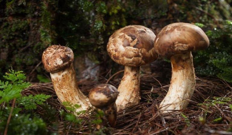 matsutake-mantari-nedir-nerede-yetisir-matsutake-mantari-yenir-mi-yararlari-nelerdir-m8iaVgw4.jpg