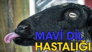 mavi-lisan-hastaligi-nedir-nasil-bulasir-vK1kVdhU.jpg