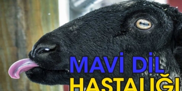 mavi-lisan-hastaligi-nedir-nasil-bulasir-vK1kVdhU.jpg